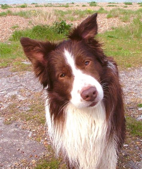 brown border collie pictures.